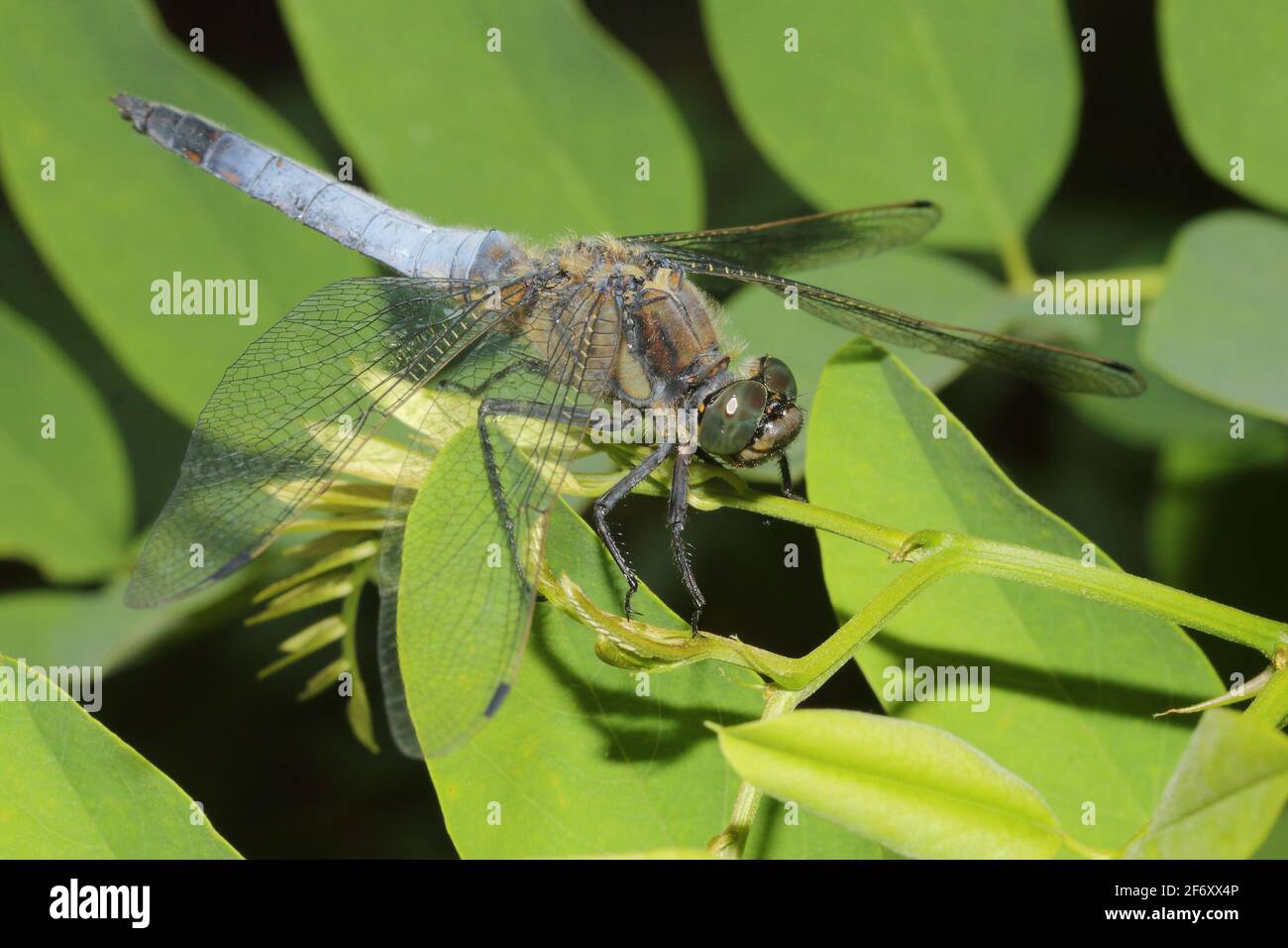 Dragonfly Skimmer Keeled (Orthetrum cannellatum) su foglia Foto Stock