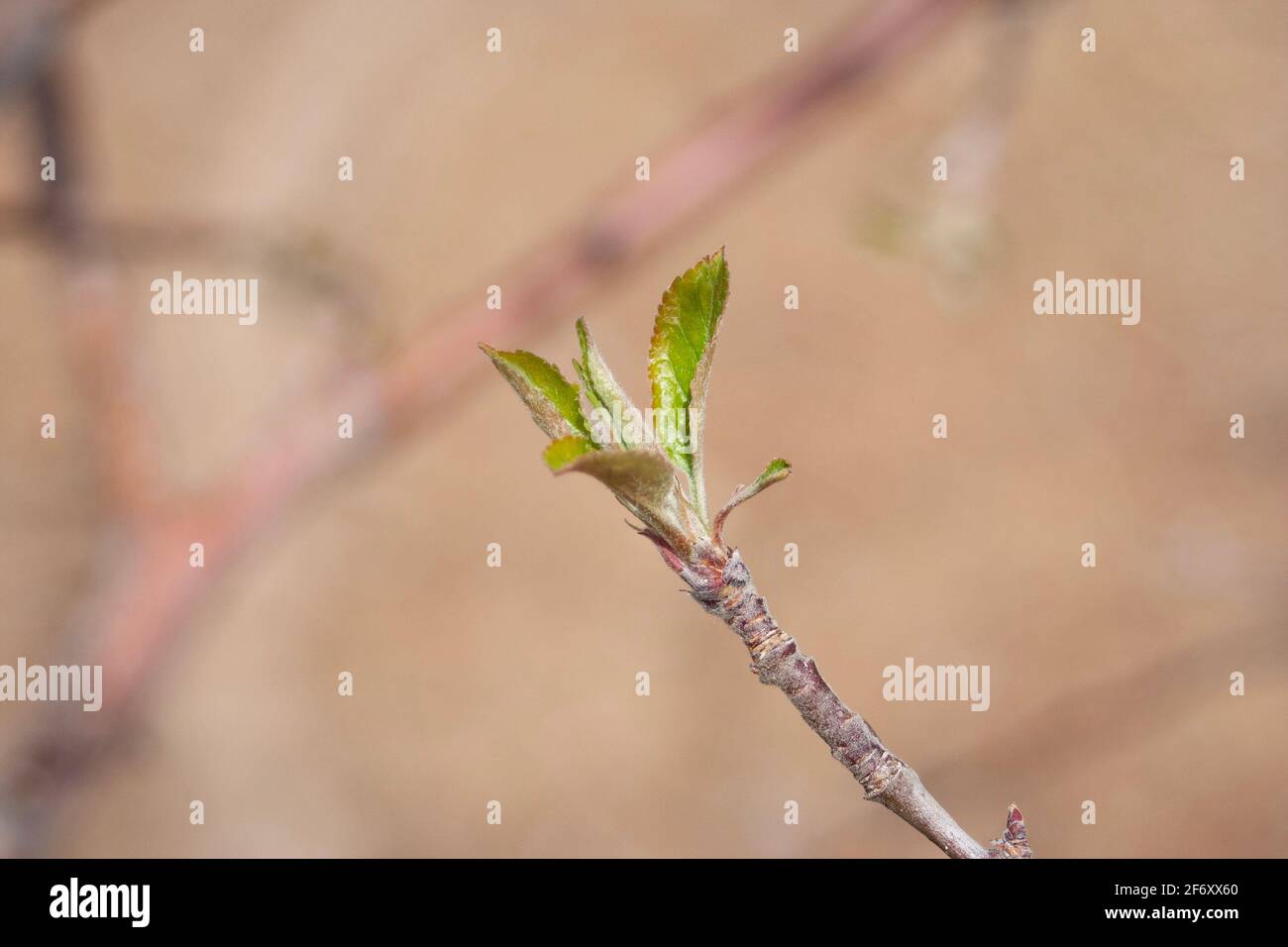 Un beccuccio di primavera di un albero di mela. Foto Stock