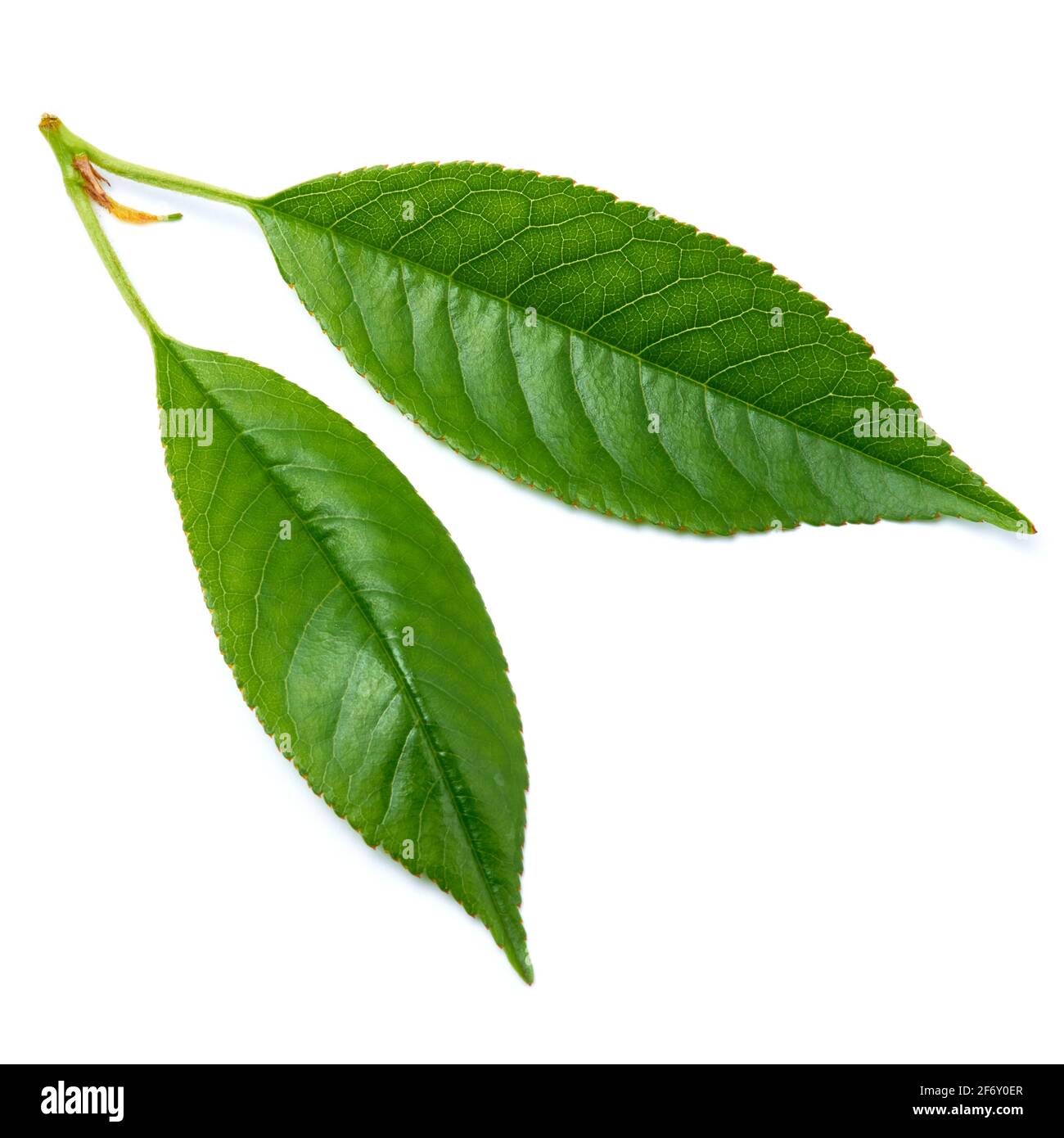 Foglia di ciliegio verde isolato su sfondo bianco Foto Stock