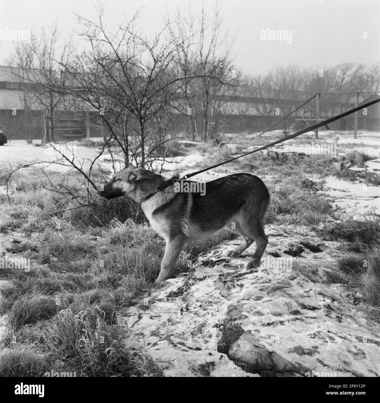 Cane da polizia su South STAR.Sweden, Blekinge, Blekinge, Karlskrona, Karlskrona, Gog di guerra esterni (raffigurato, Città) Foto Stock