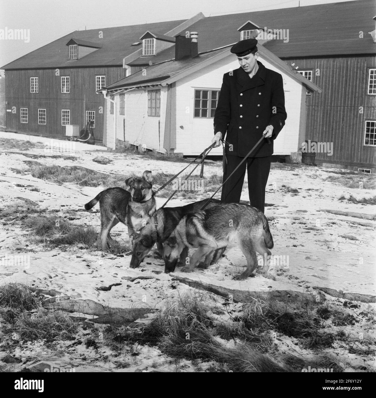 Cani da polizia su South STAR.Sweden, Blekinge, Blekinge, Karlskrona, Karlskrona, Gog di guerra esterni (raffigurato, Città) Foto Stock