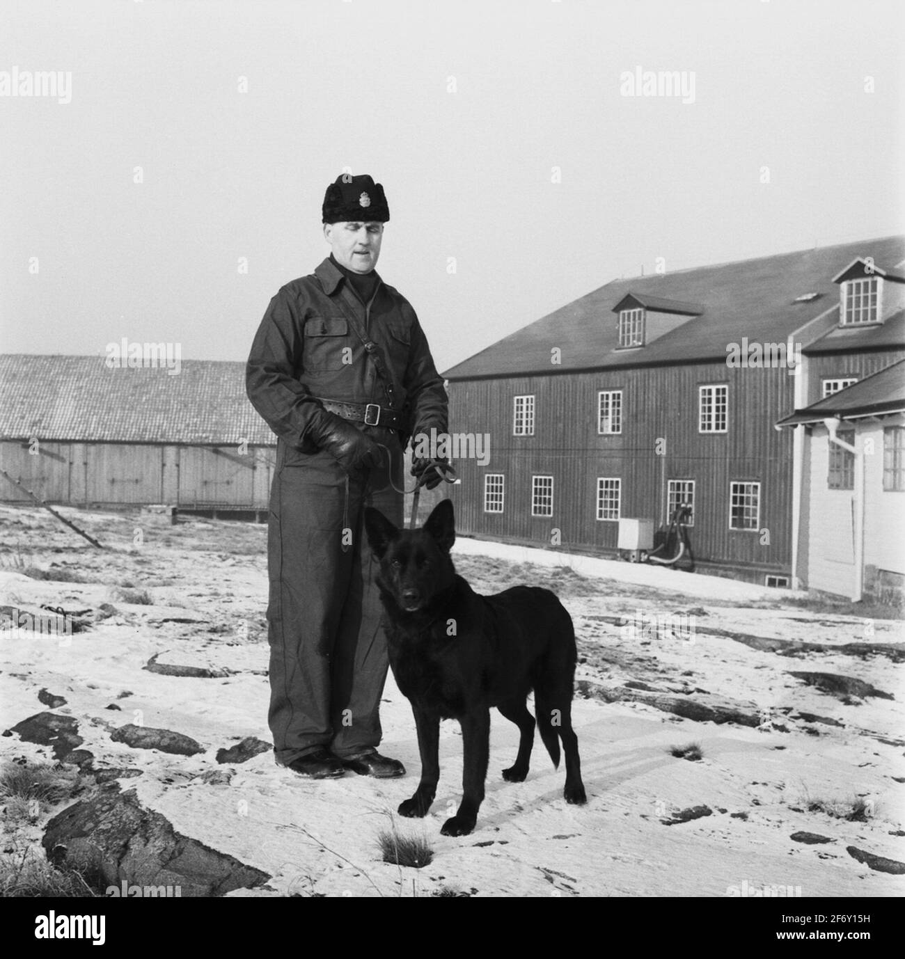 Cane da polizia su South STAR.Sweden, Blekinge, Blekinge, Karlskrona, Karlskrona, Gog di guerra esterni (raffigurato, Città) Foto Stock