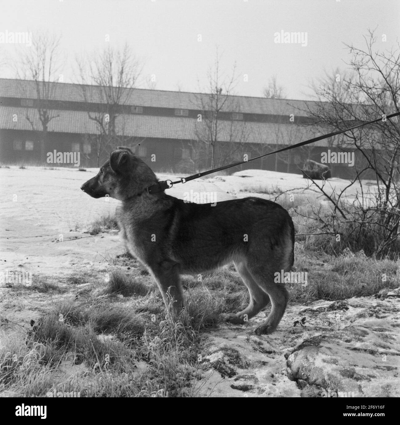 Cane da polizia su South STAR.Sweden, Blekinge, Blekinge, Karlskrona, Karlskrona, Gog di guerra esterni (raffigurato, Città) Foto Stock