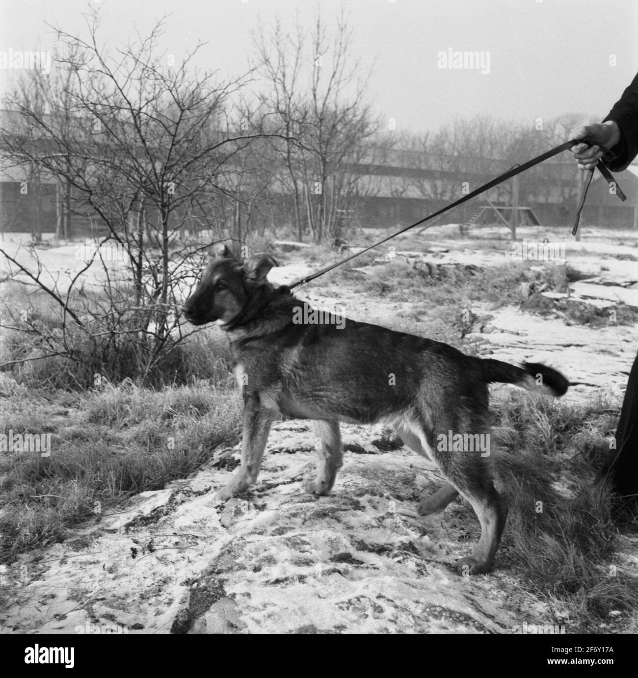 Cane da polizia su South STAR.Sweden, Blekinge, Blekinge, Karlskrona, Karlskrona, Gog di guerra esterni (raffigurato, Città) Foto Stock