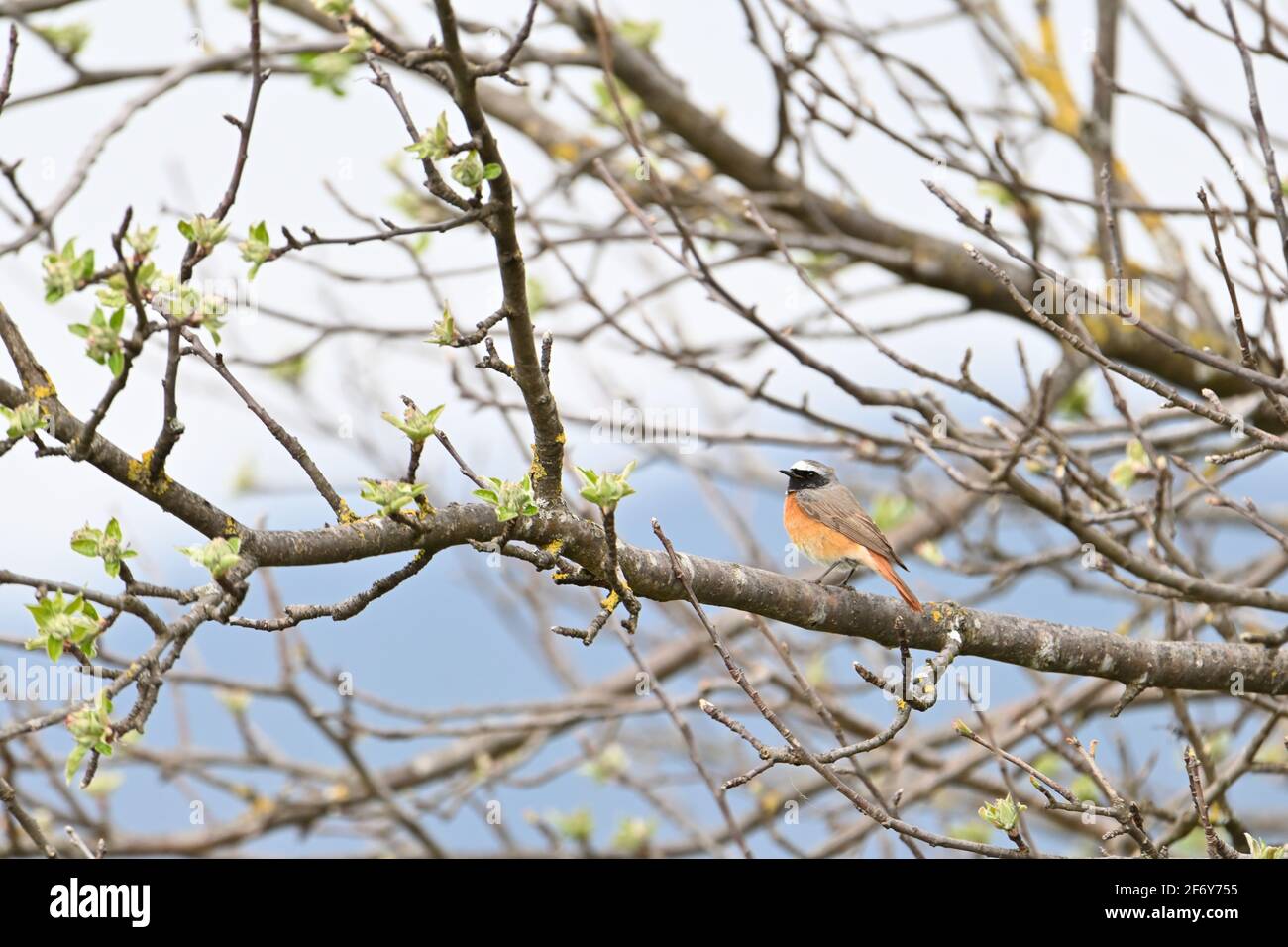 Redstart comune (maschio) seduto su un ramo Foto Stock