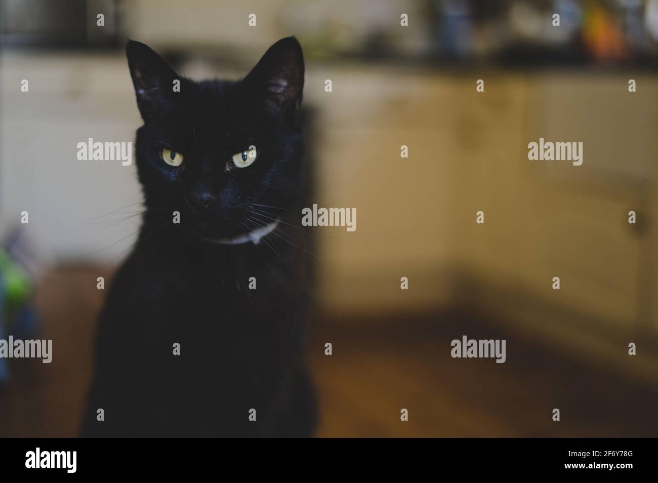 Gatto nero con capelli corti per uso domestico Foto Stock