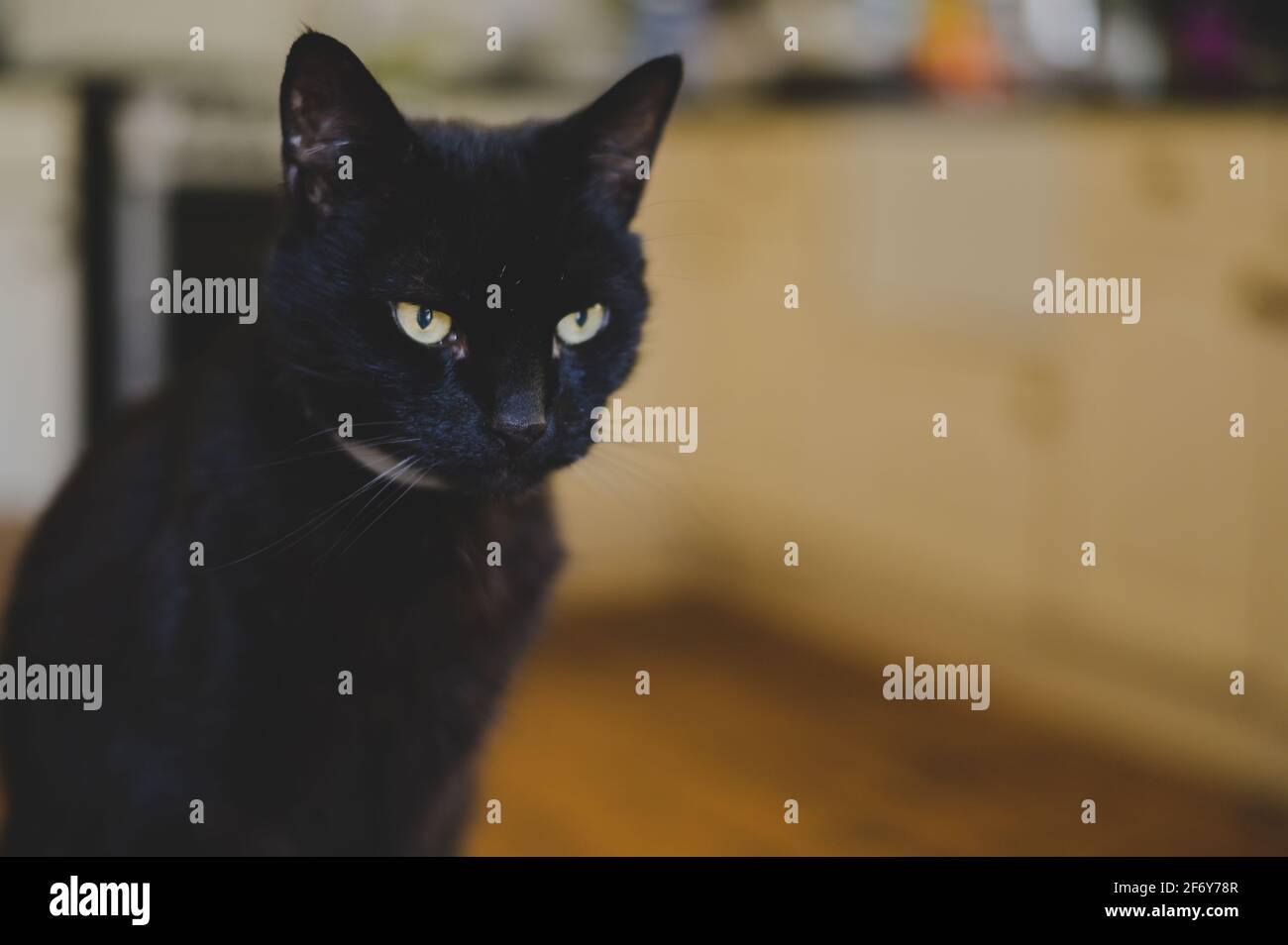 Gatto nero con capelli corti per uso domestico Foto Stock