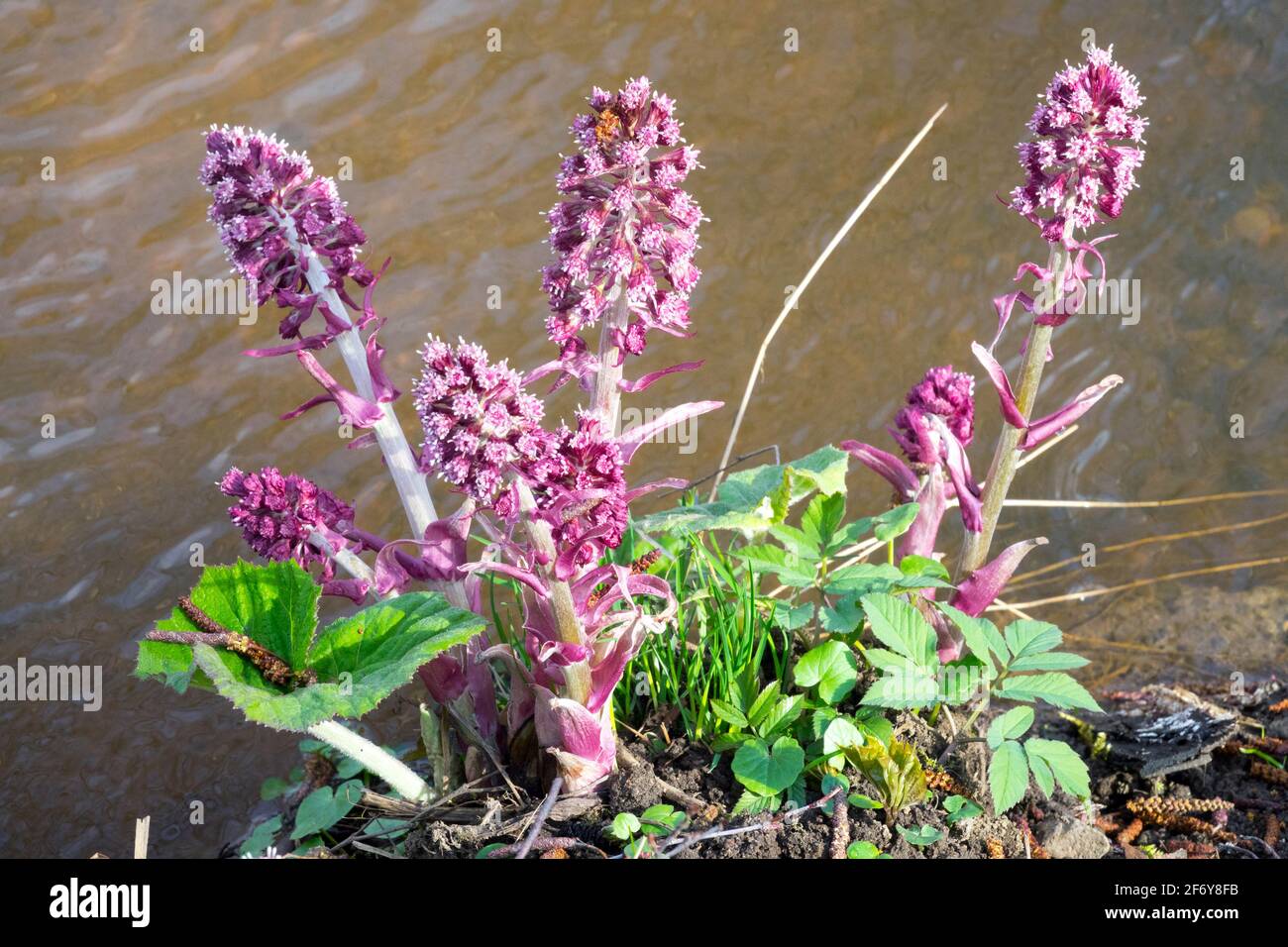 Butterbur comune pianta crescente paludi Bog rabarbaro Butterbur Petasites hybridus Fiori inizio primavera pianta marginale fiori Butterbur primavera aprile Foto Stock