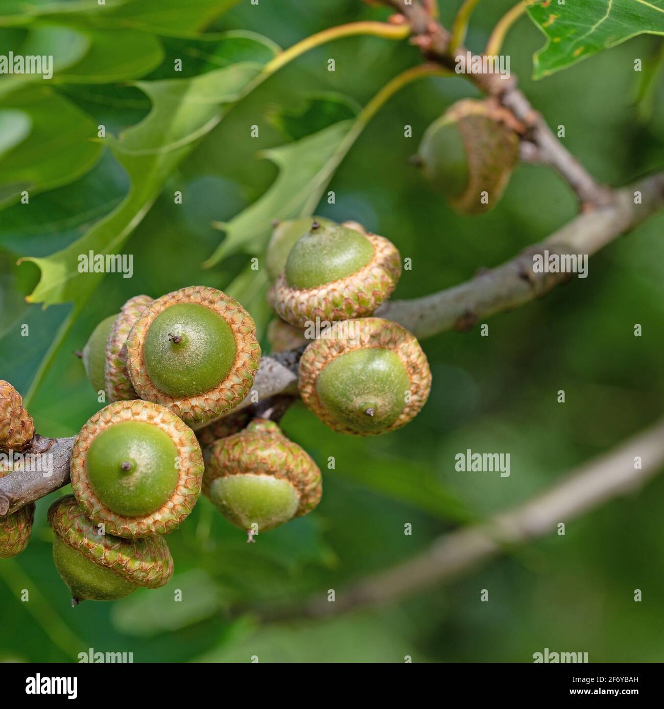 Frutta della quercia palude, Quercus palustris Foto Stock