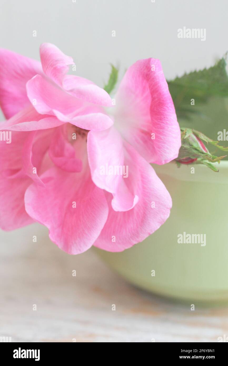 Rosa selvatica con fiori sanguinanti cuori in tè d'annata tazza ancora vita Foto Stock