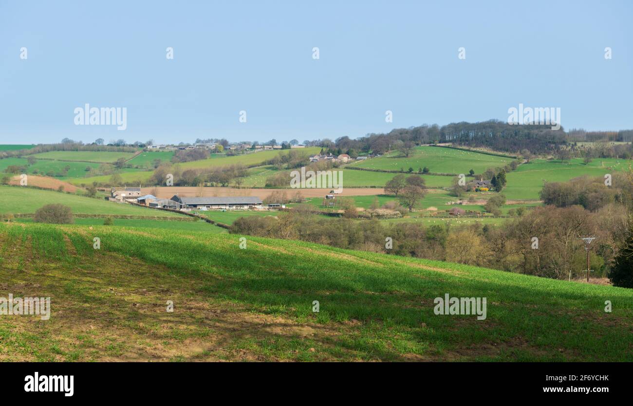 Vista panoramica dei campi siepi e una fattoria in basso Wharfedale in una soleggiata giornata di primavera Foto Stock