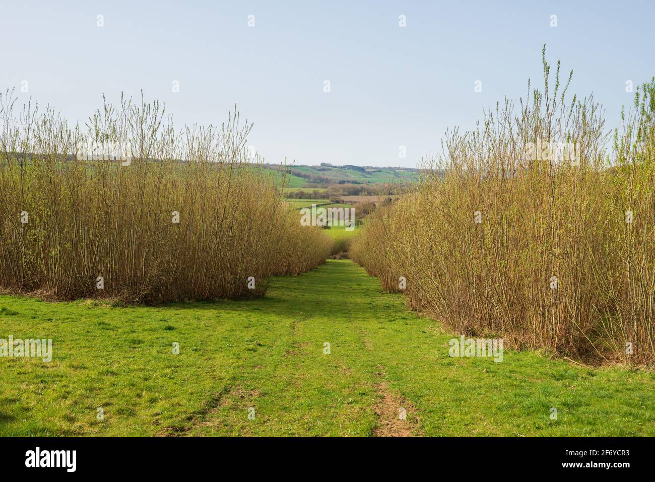Densamente piantato salice coppiced che è cresciuto su una breve rotazione base come un raccolto energry - fonte di energia verde Foto Stock