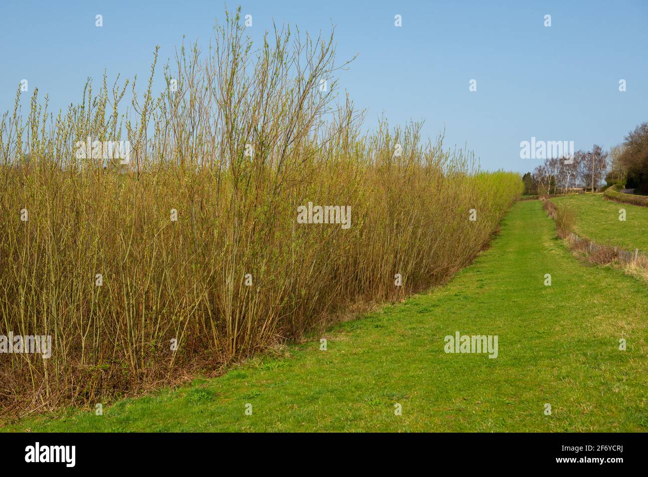 Densamente piantato salice coppiced che è cresciuto su una breve rotazione base come un raccolto energry - fonte di energia verde Foto Stock
