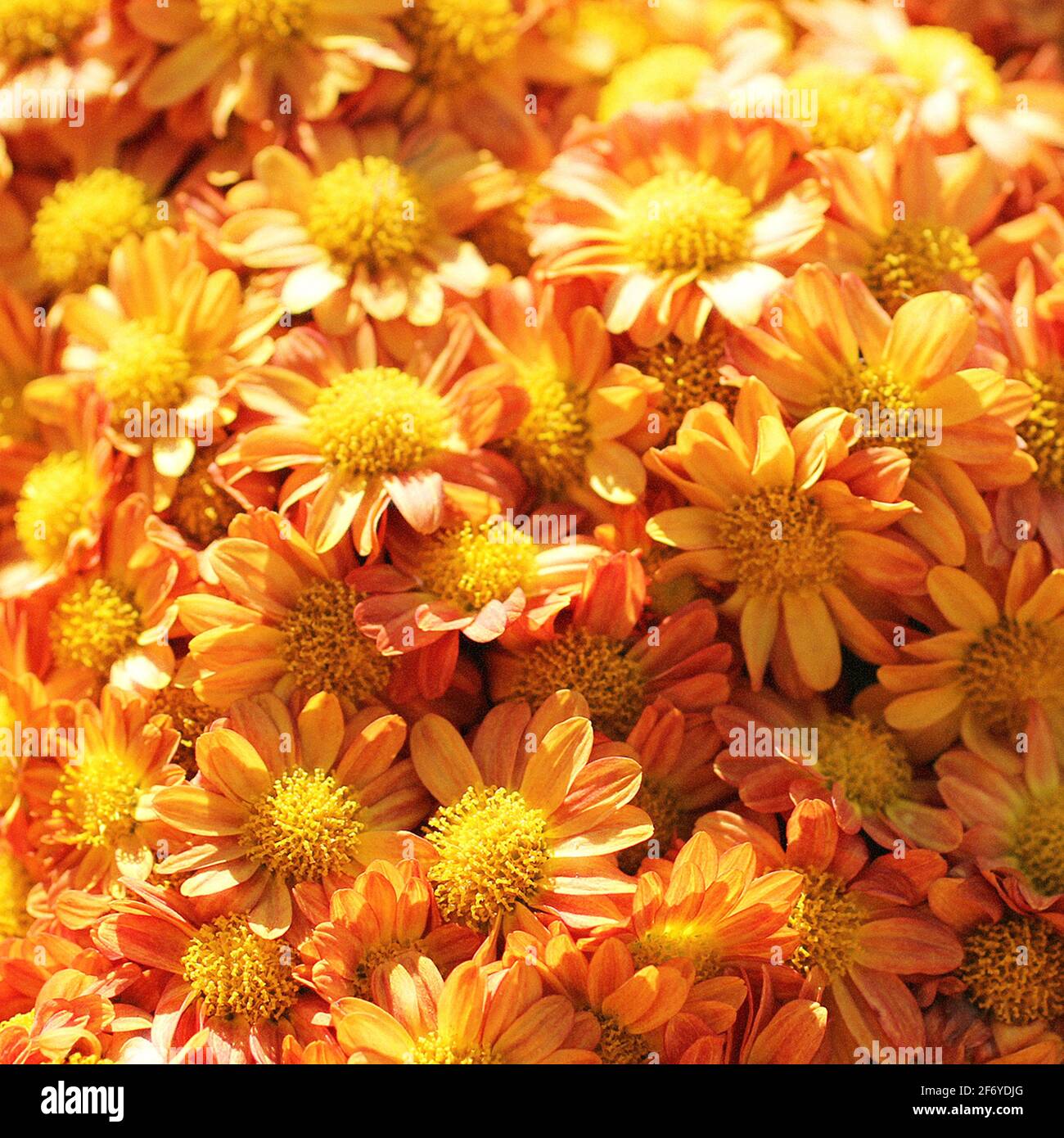 Una foto ravvicinata di fiori di Crisantemo o di mamma arancioni e gialle risplendono nella luce naturale per l'autunno, la stagione autunnale Foto Stock