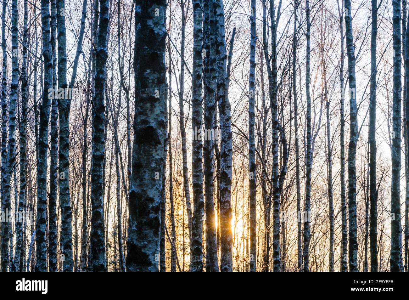 La luce del sole attraverso gli alberi in una foresta tranquilla Foto Stock