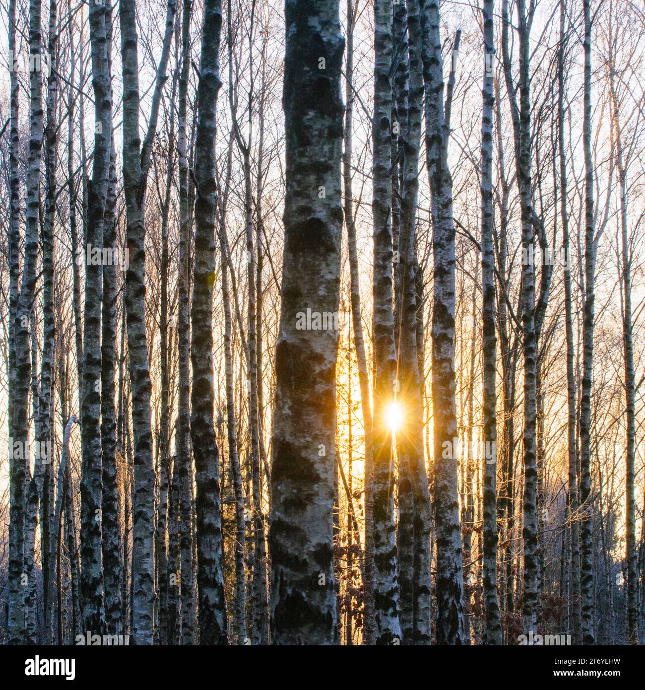 La luce del sole attraverso gli alberi in una foresta tranquilla Foto Stock