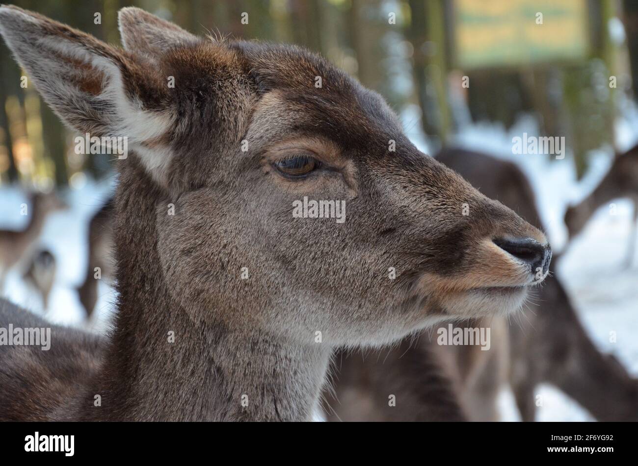 cervi in inverno, cervi Foto Stock