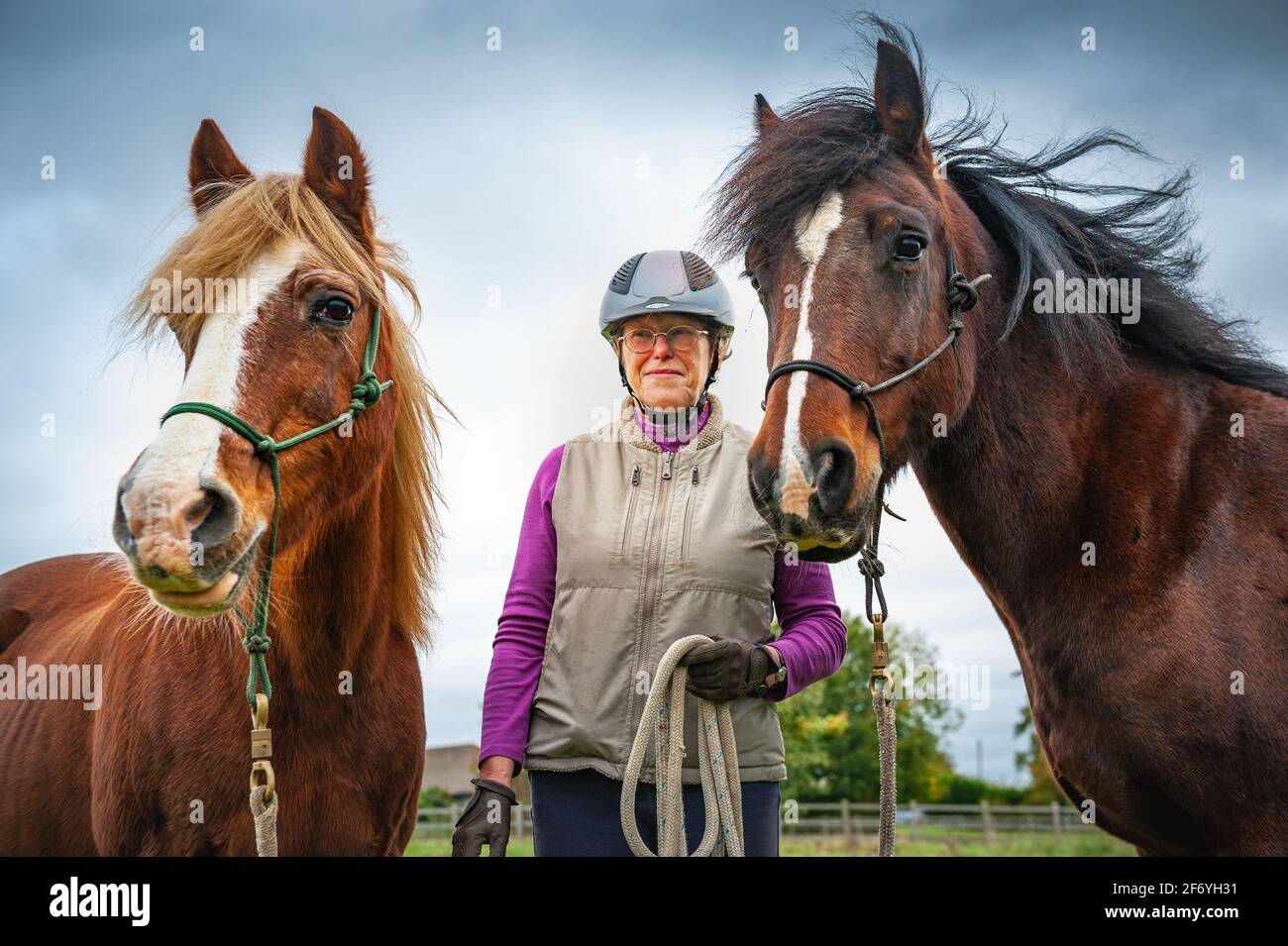 Pony gallesi con proprietario Foto Stock