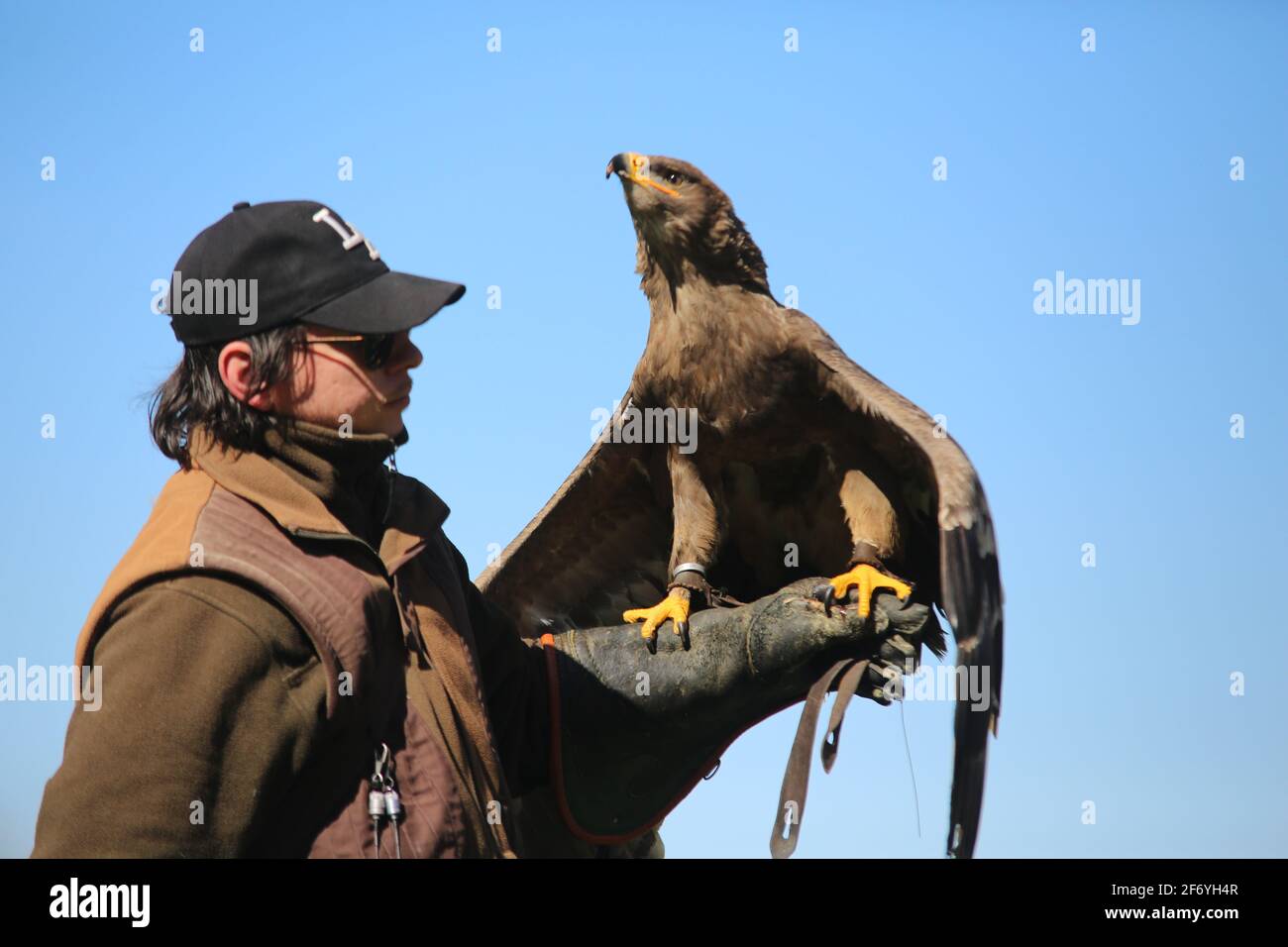03 aprile 2021, Sassonia-Anhalt, Pansfelde: Un'aquila dorata siede sul braccio di falconer Peter Öchlschäger durante una dimostrazione di falconeria nei giardini del castello. Il castello di Falkenstein, nella regione meridionale di Harz, è nuovamente aperto ai visitatori per la prima volta dopo una lunga pausa a causa della pandemia di Corona. Dopo aver prenotato per telefono, i visitatori possono visitare i giardini del castello e sperimentare una dimostrazione di falconeria. Il castello si trova sopra il Selketal. Il complesso fortificato fu costruito all'inizio del XII secolo e passò come feudo alla nobile famiglia Asseburg nel XV secolo. Foto: Matthi Foto Stock
