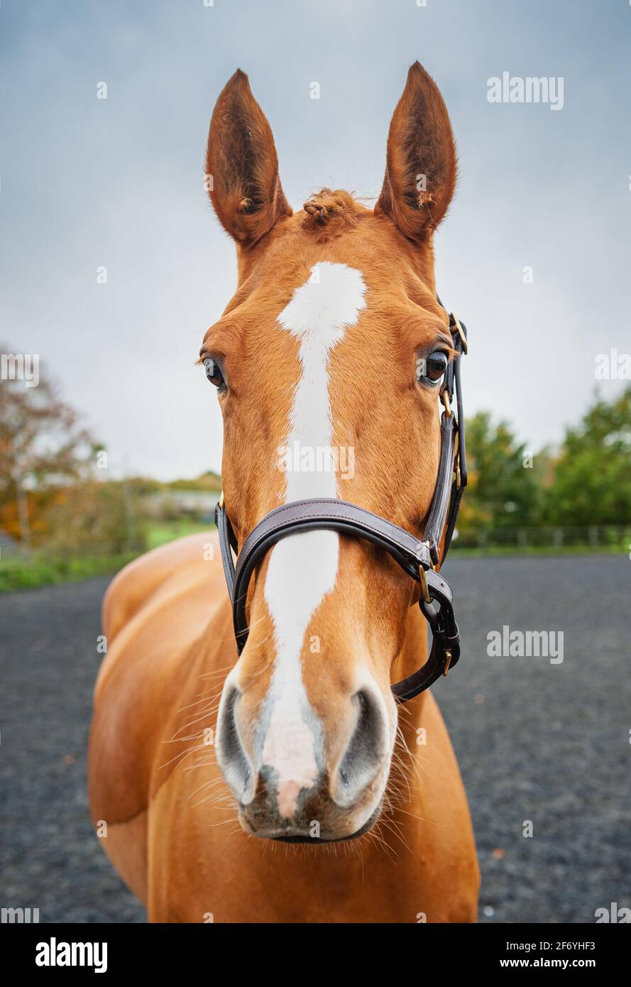 Irish Sports Horse Foto Stock
