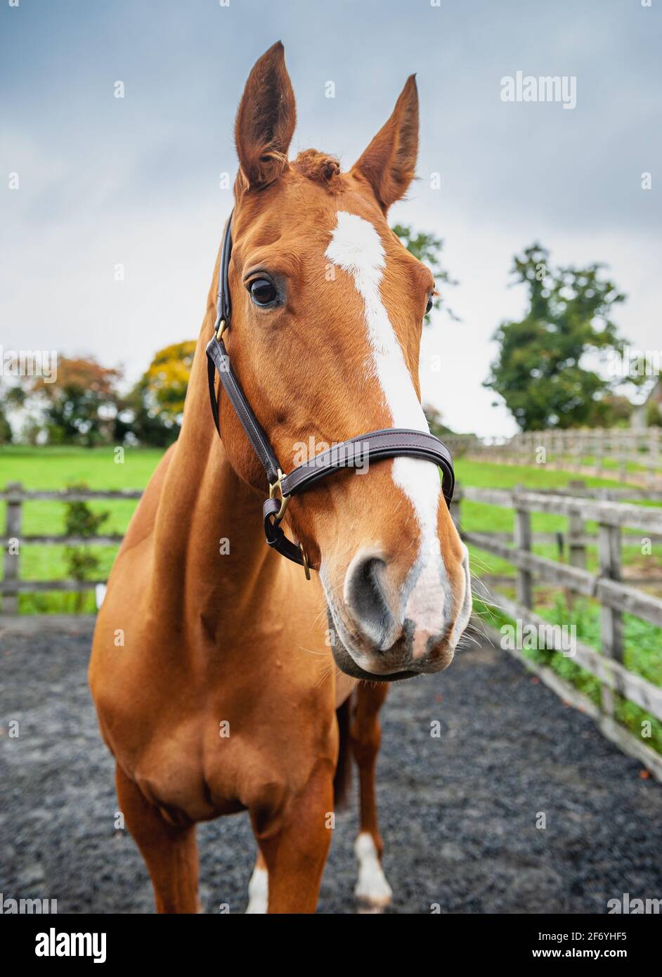 Irish Sports Horse Foto Stock
