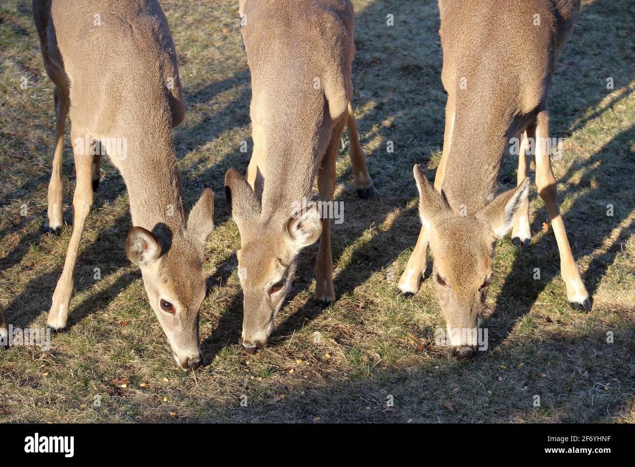 Tre Deer Share in uno snack Foto Stock