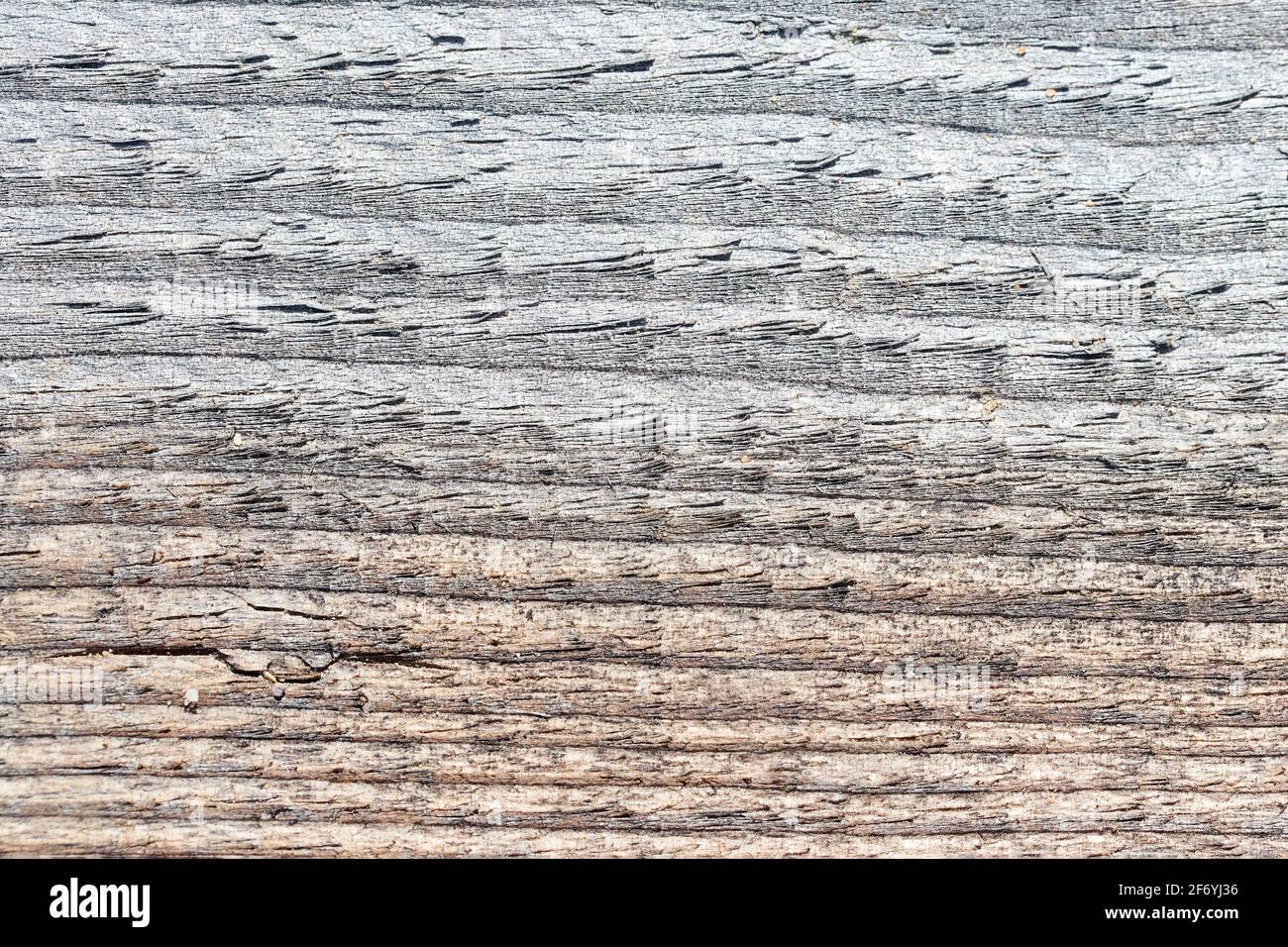 Vecchio grigio e marrone sabbia intemperie lavato tessuto di legno contaminato con crepe orizzontali anelli annuali e grani di sabbia del fiume. Primo piano con texture naturali Foto Stock