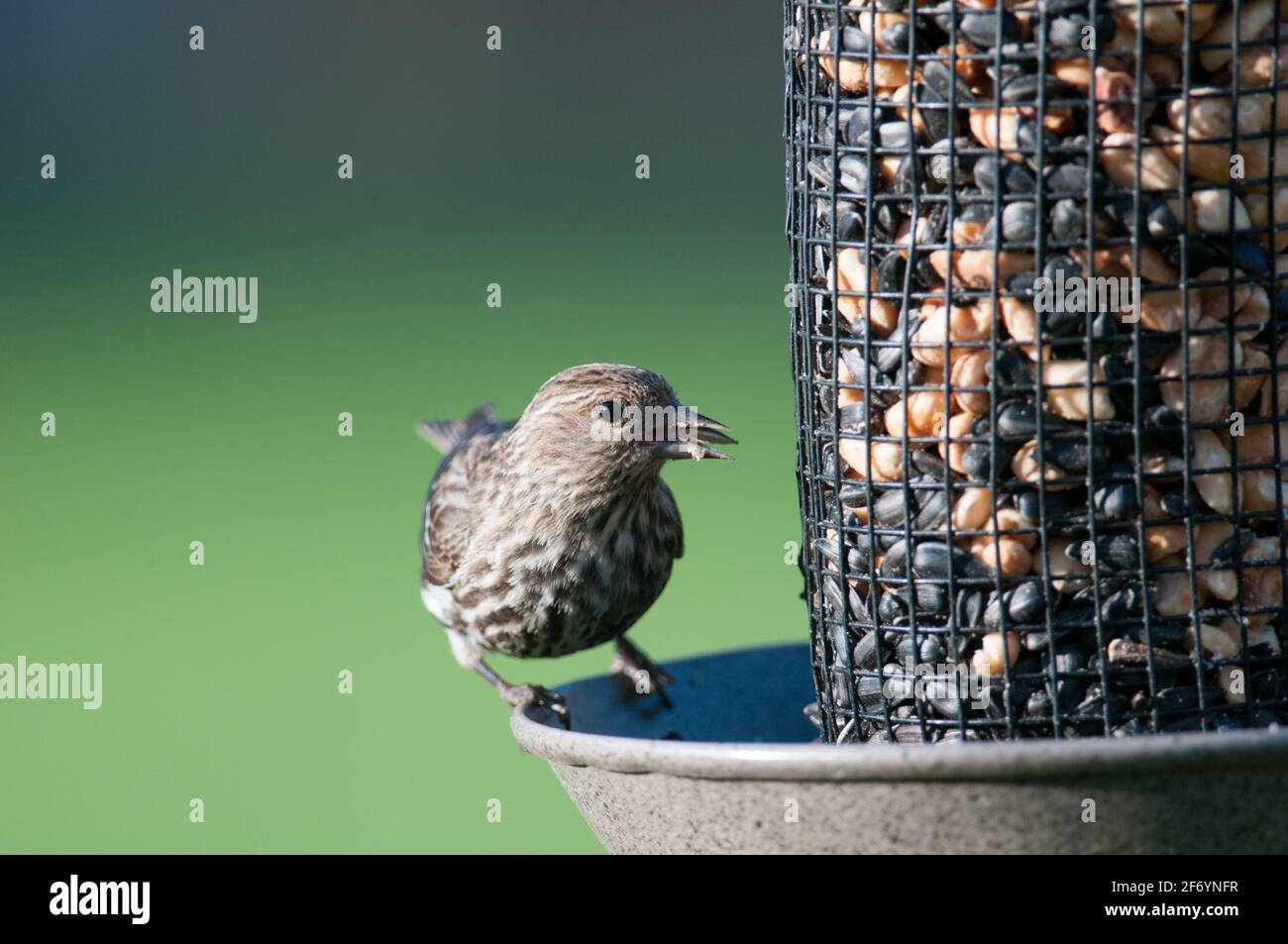 Pino Siskin al Bird Feeder Foto Stock