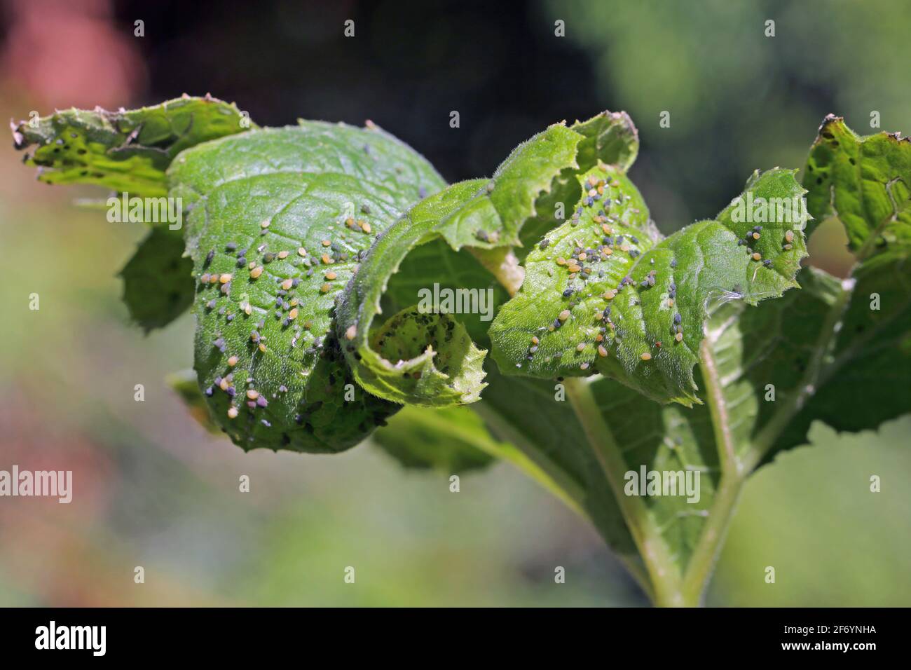 Colonia di afide di cotone (chiamata anche afide di melone e afide di cotone) - Aphis gossypii su una foglia Foto Stock