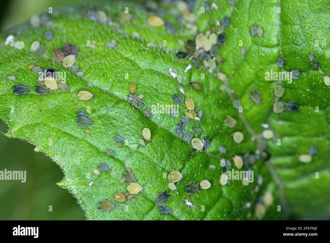 Colonia di afide di cotone (chiamata anche afide di melone e afide di cotone) - Aphis gossypii su una foglia Foto Stock