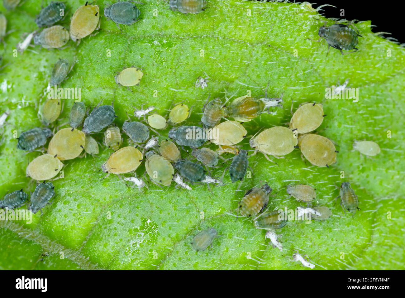 Colonia di afide di cotone (chiamata anche afide di melone e afide di cotone) - Aphis gossypii su una foglia Foto Stock