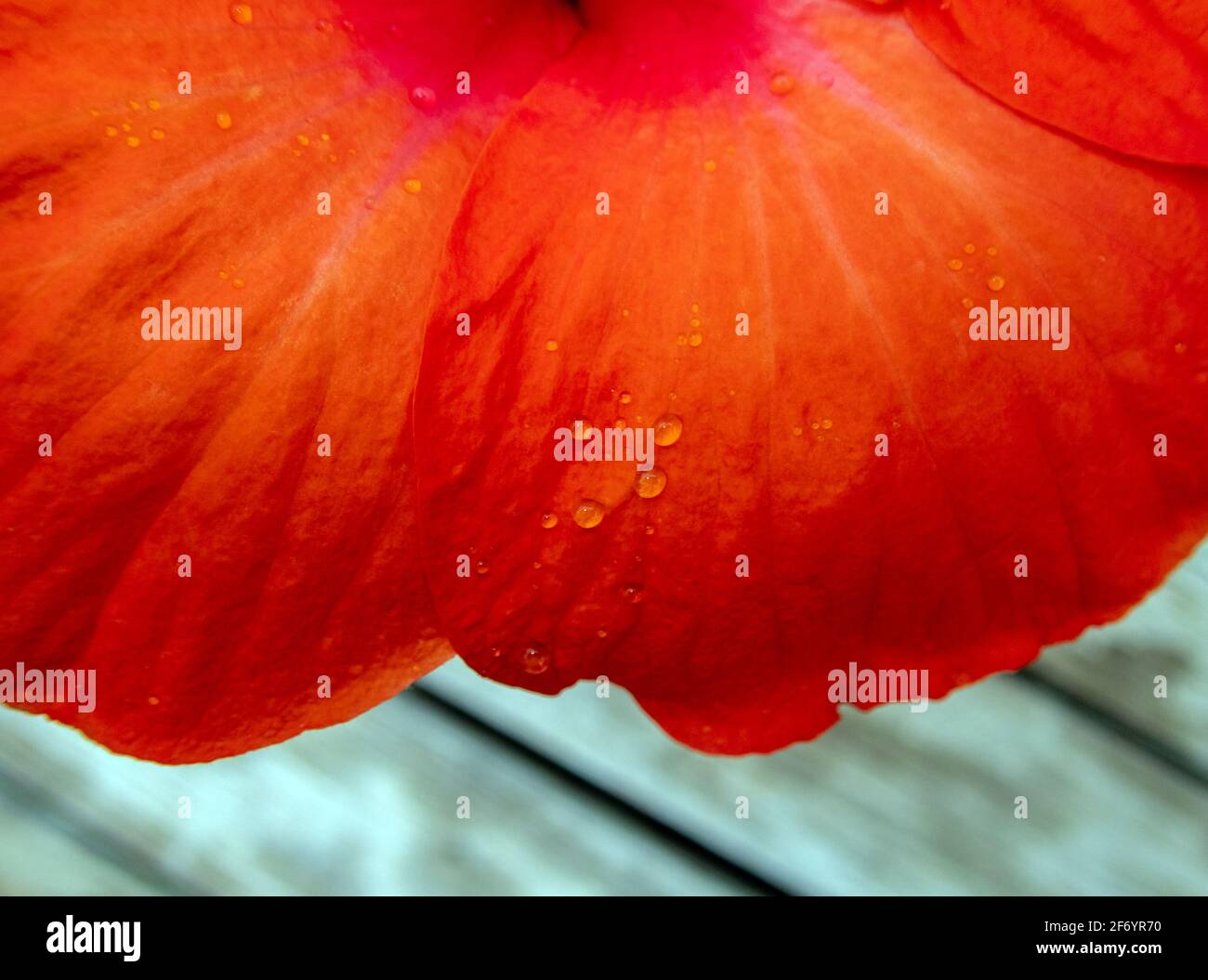 Una dolce pioggia del Missouri ha lasciato gocce d'acqua che riposano delicatamente sui graziosi petali di fiori d'arancio. Questo primo piano estremo offre un effetto sfocato Foto Stock