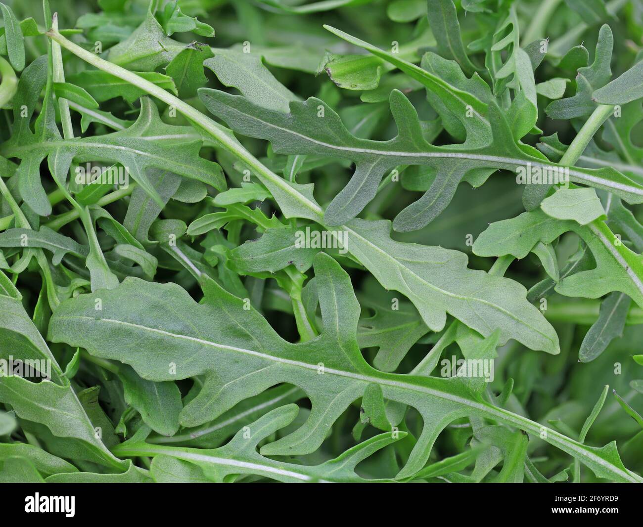 primo piano di rucola verde fresco, arugula insalata dettaglio sfondo Foto Stock