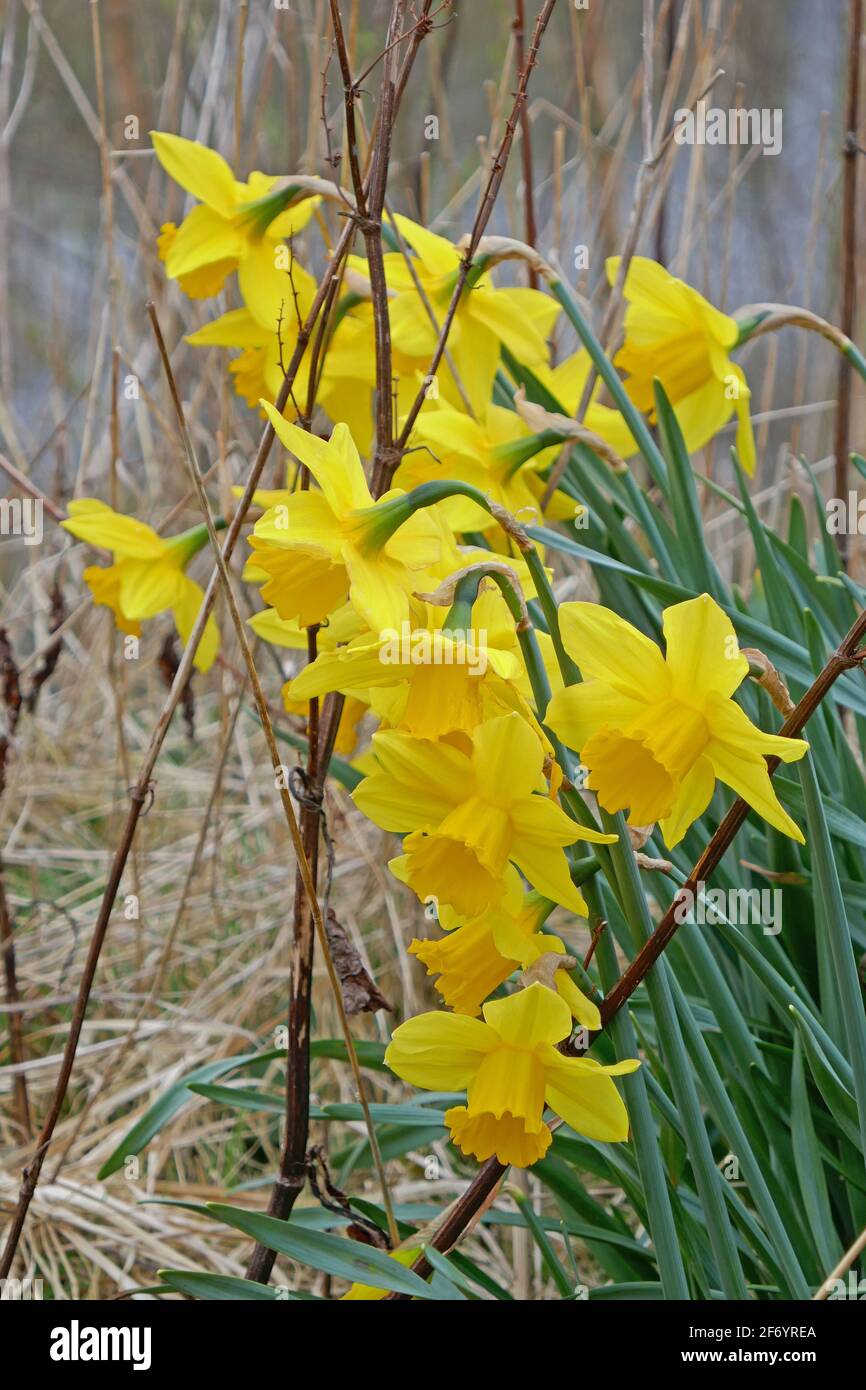 Narcisi che crescono selvaggi nella riserva naturale, passeggiata nel bosco Foto Stock