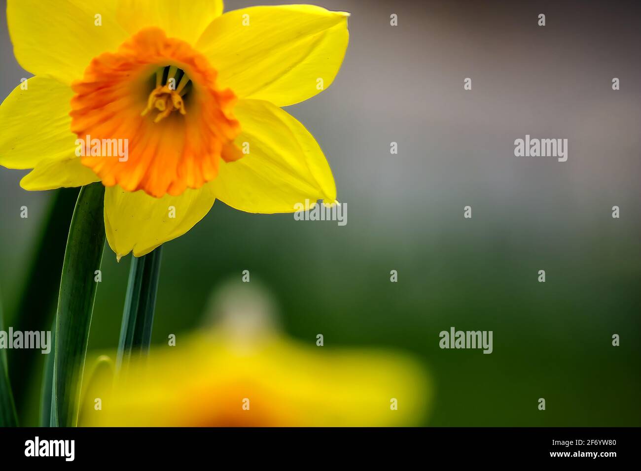 Floreale : amore di Daffodil Foto Stock