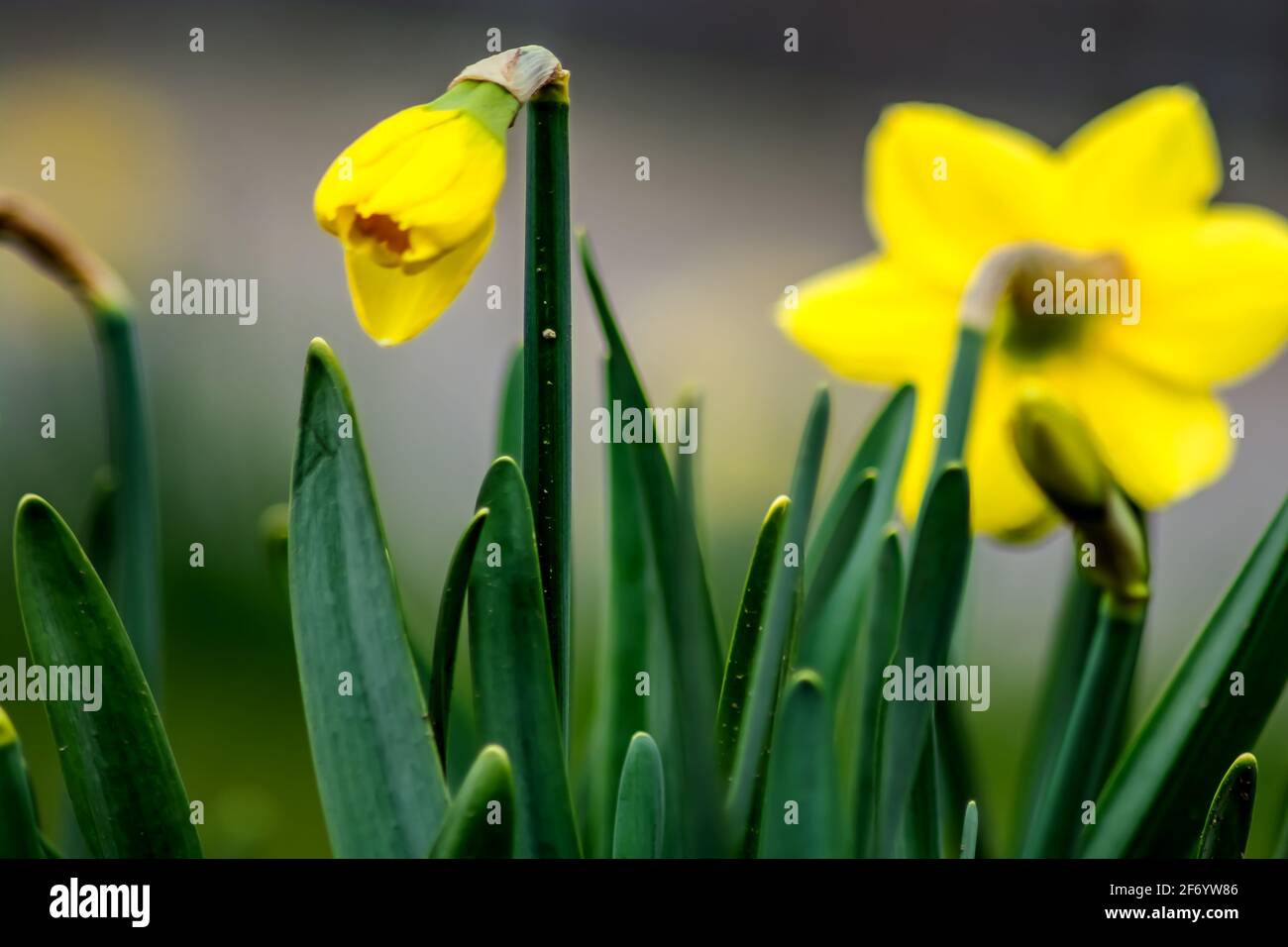 Floreale : boccioli di Daffodil Foto Stock