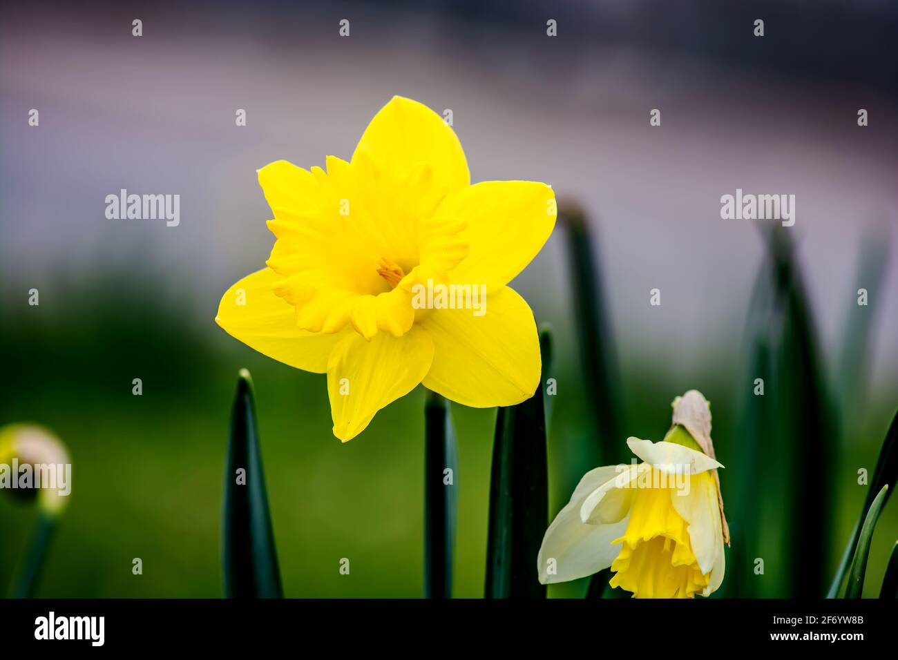 Floraql : Daffodils in città Foto Stock