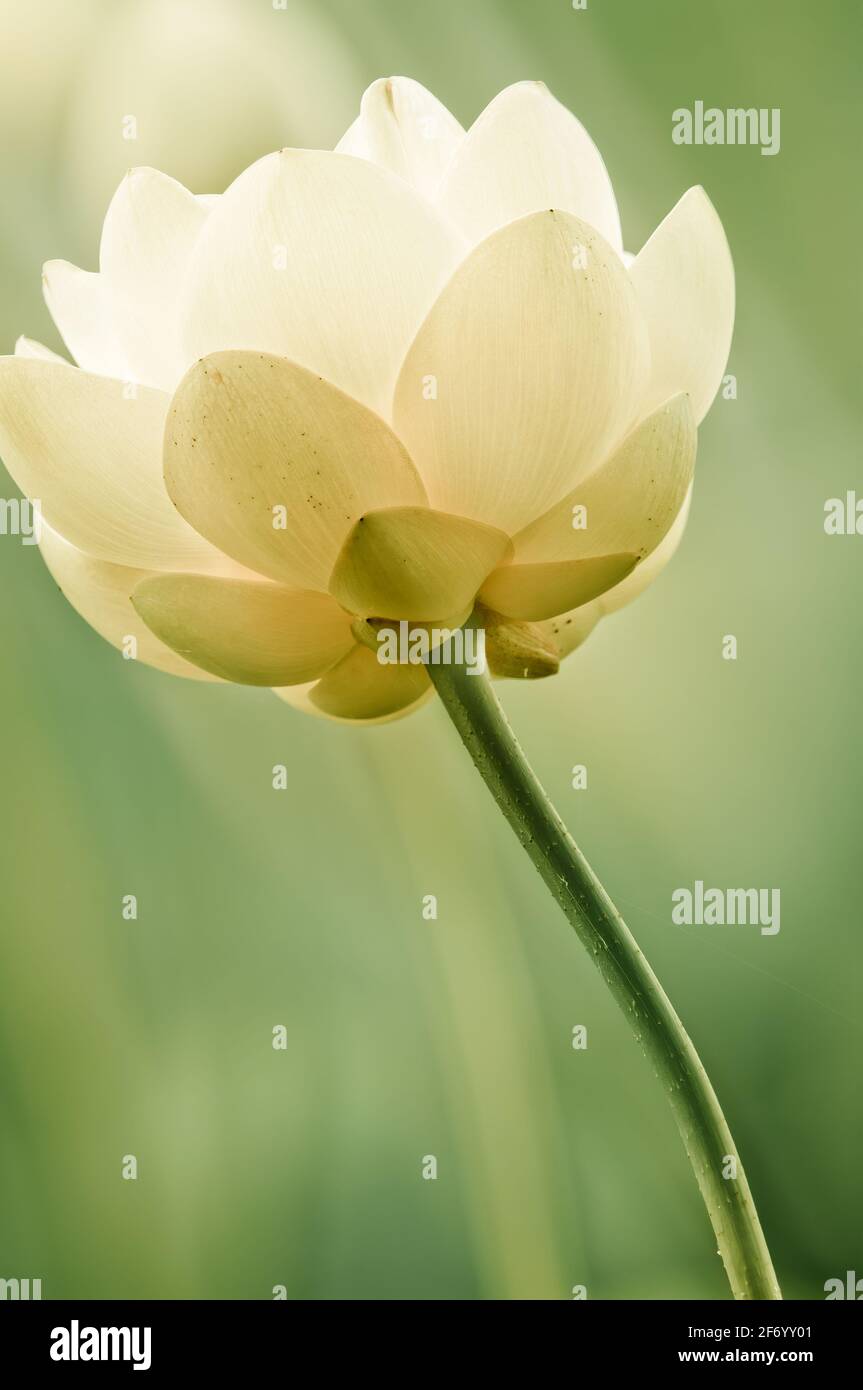 Ritratto di fiori di loto gialli (Nelumbo lutea) Foto Stock