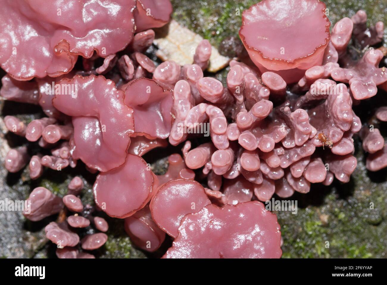 Fungo di jellydisc viola (sarcoides di Ascocoryne). Sussex, Regno Unito. Foto Stock