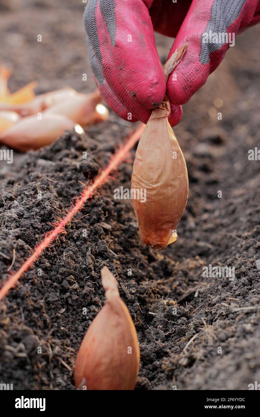 Donna che pianta scalogni. Semina diretta di una serie di scalogni di banane 'Longor' in un orto. REGNO UNITO Foto Stock