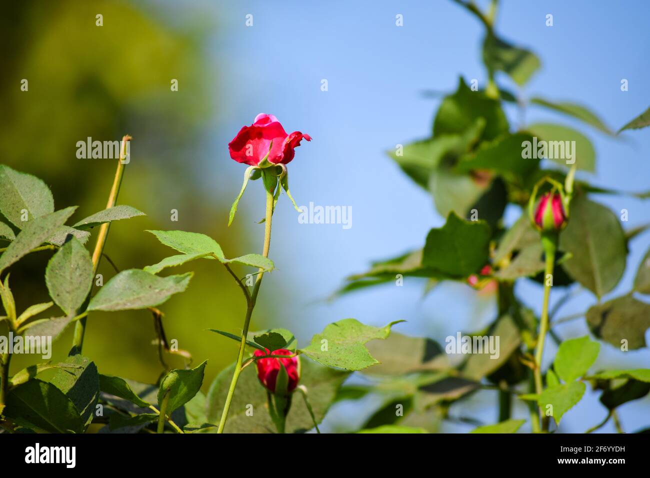 Piccolo pulsante rosa fiori di colore rosso fiore su pianta con gemme e cielo blu su sfondo con fuoco selettivo. Foto Stock