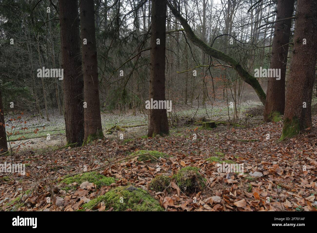 vista di una musa nei boschi dell'alta franconia Foto Stock