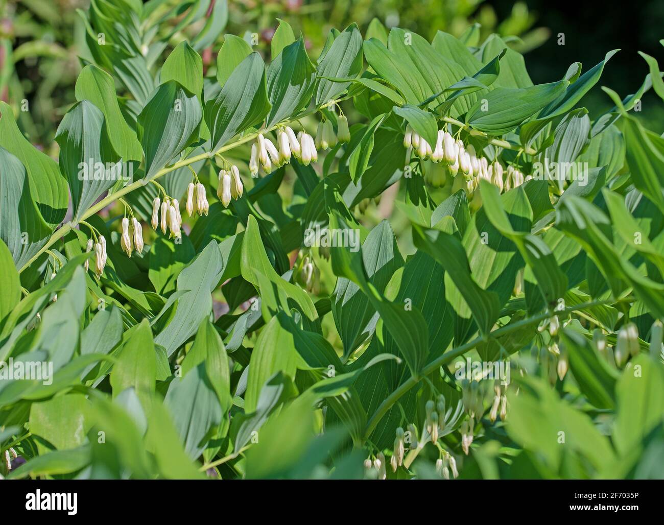 Fiore Solomon's Seal, polygonatum odoratum Foto Stock