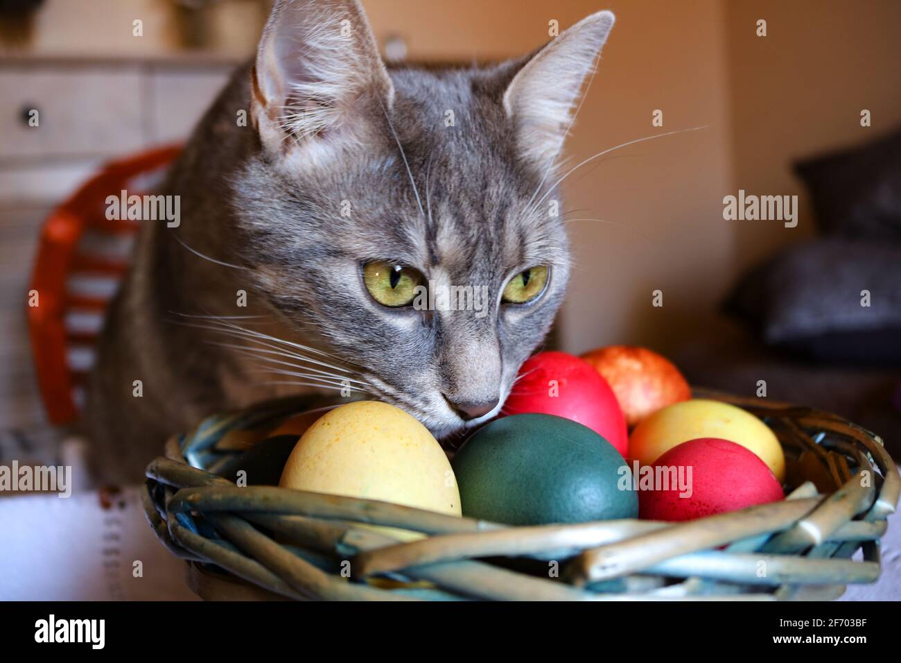Un gatto tabby e uova di Pasqua Foto Stock