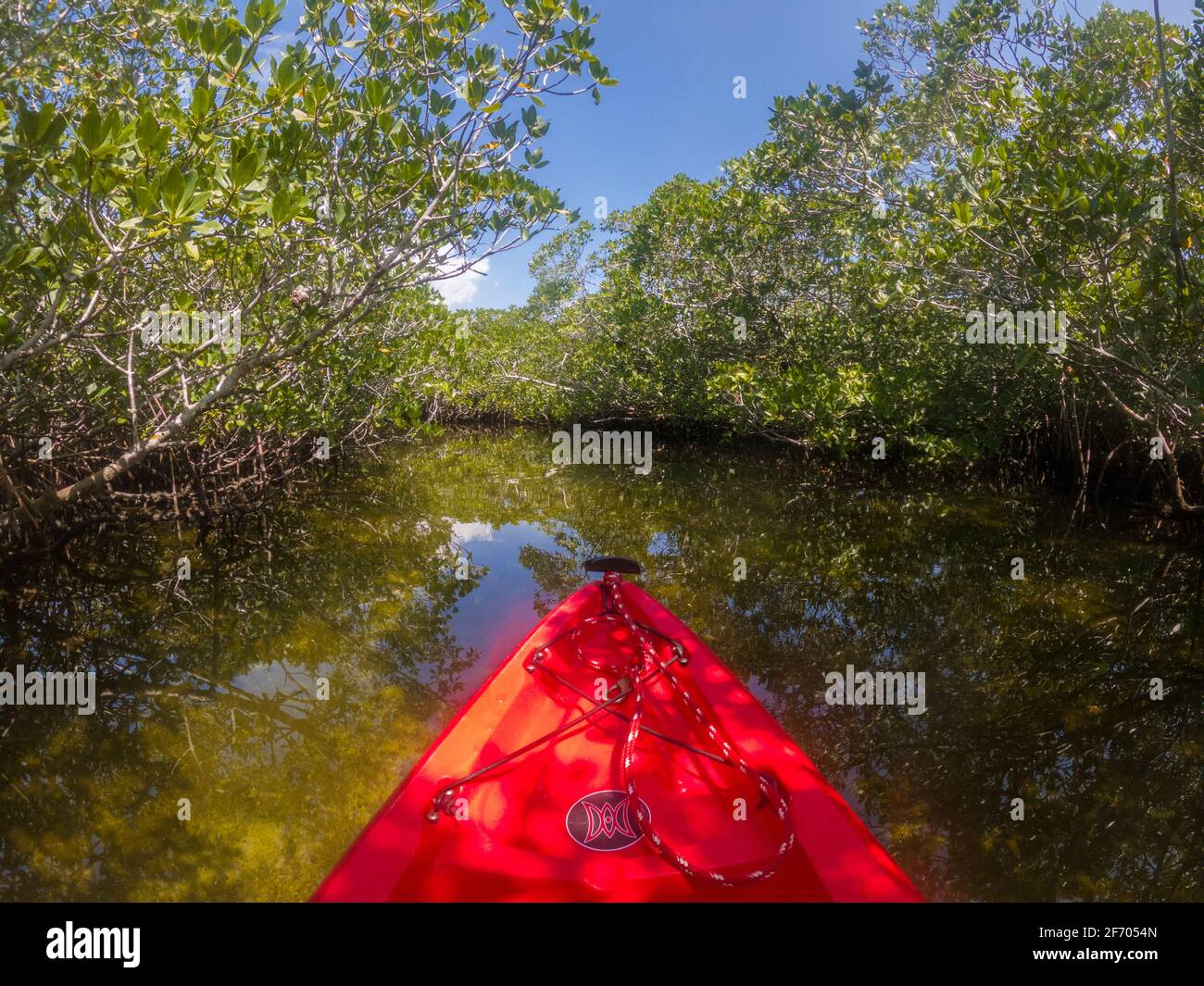 Kayak nelle paludi di mangrovie al largo di Key Largo Florida, Stati Uniti Foto Stock