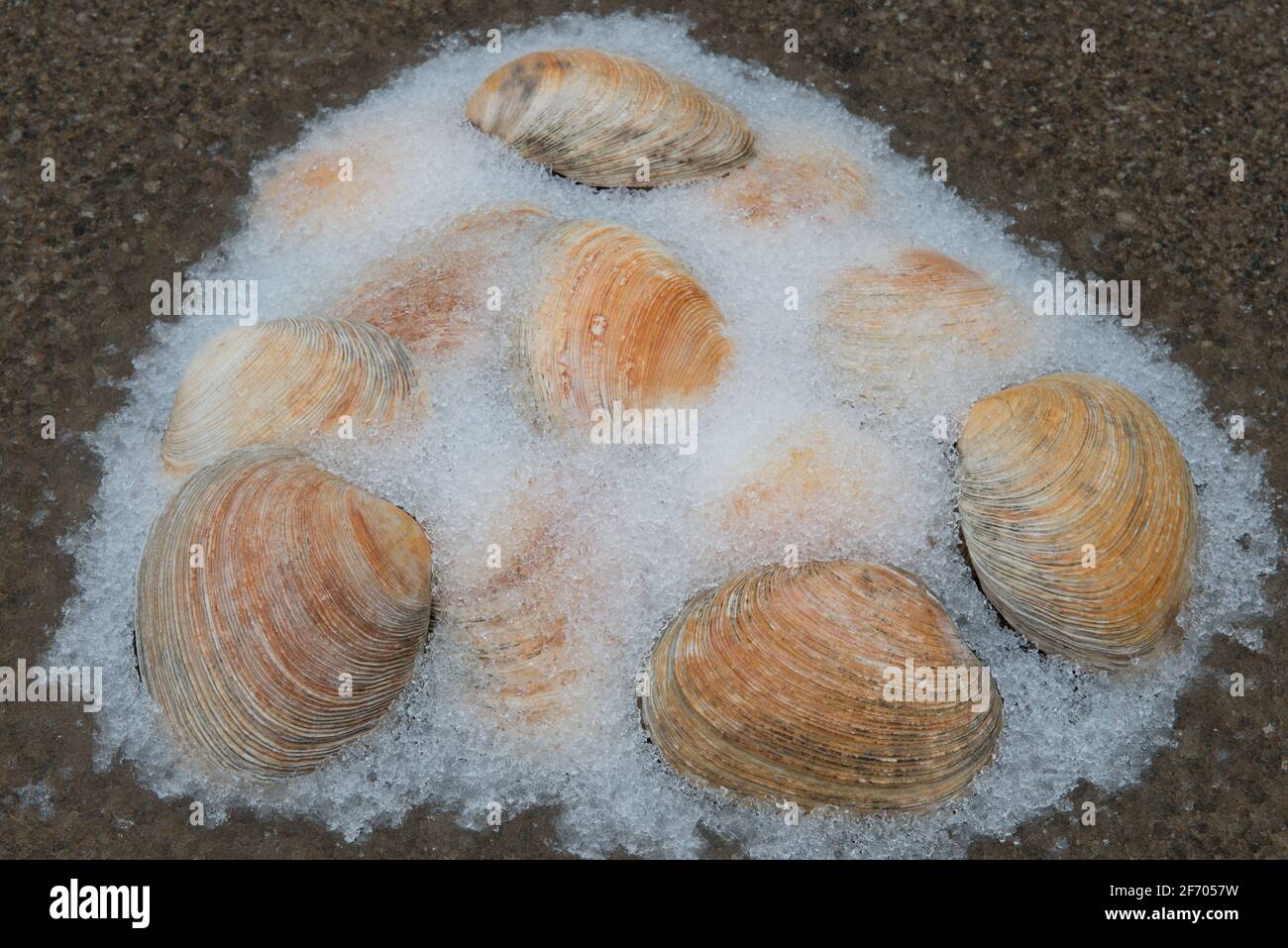 Le vongole scartate emergono dalla neve che scioglie. Foto Stock