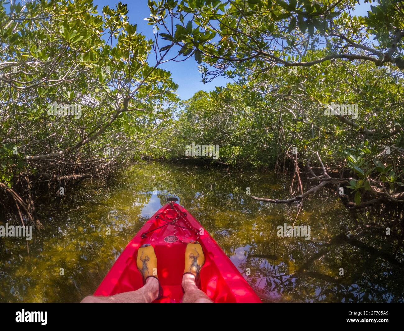 Kayak nelle paludi di mangrovie al largo di Key Largo Florida, Stati Uniti Foto Stock