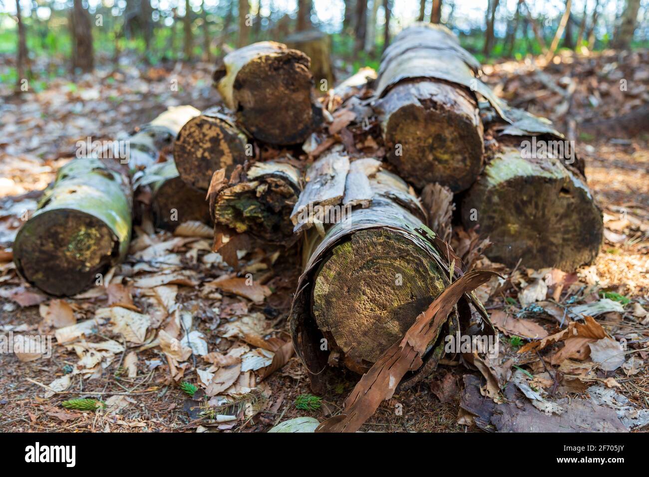 Tagliare gli alberi di betulla accatastati in bushel sul terreno forestale. Legname fatto da alberi di betulla spinto in un piccolo palo e riposante su un terreno forestale che è c Foto Stock