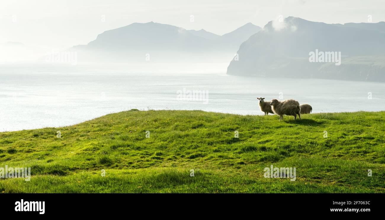 Vista mattutina sulle isole estive Faroe con le pecore in primo piano. Isola di Streymoy, Danimarca. Panorama fotografico paesaggistico Foto Stock