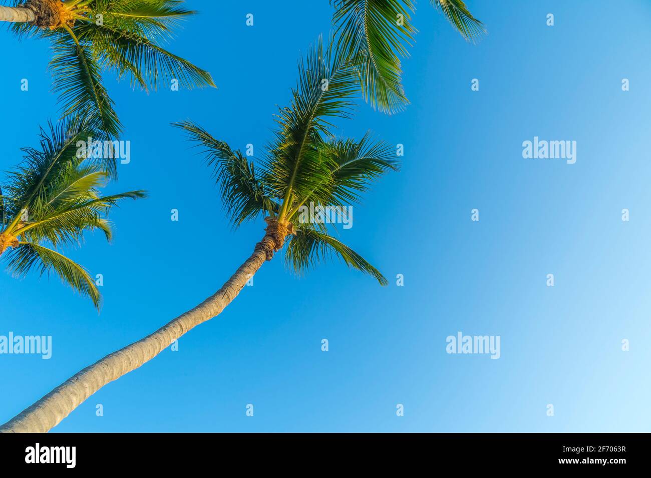 Guardando su a palme multiple, Key Largo Florida USA Foto Stock